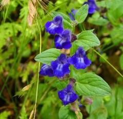 Scutellaria tuberosa