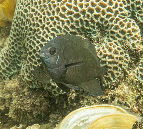 Pomacentrus komodoensis