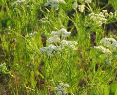 Bifora americana