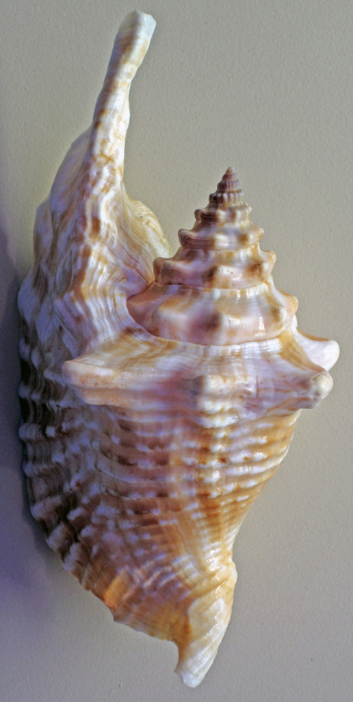 Roostertail Conch