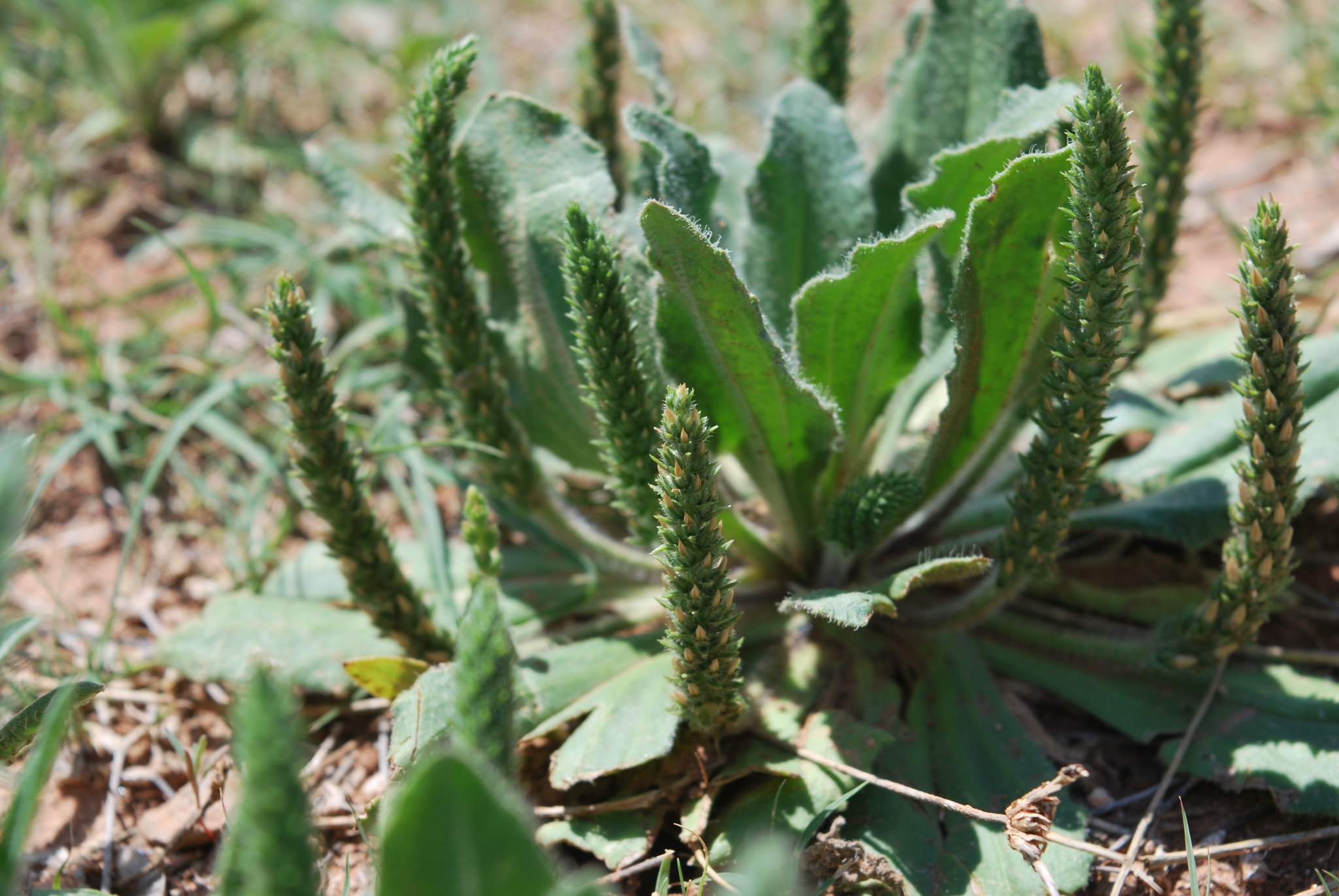 Plantago rhodosperma