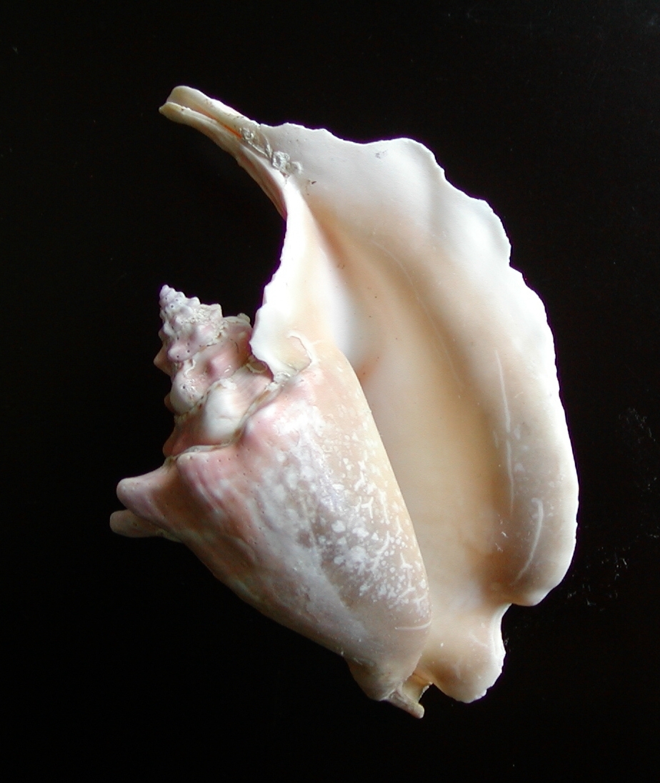 Rooster-tail Conch (Aliger gallus) · iNaturalist Canada