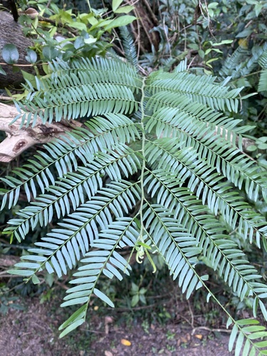 Holocalyx balansae