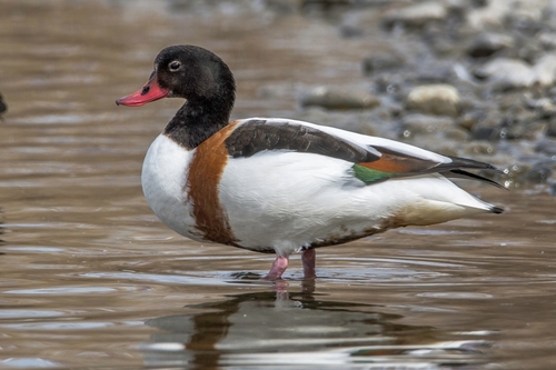 Common Shelduck