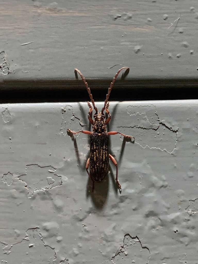 Xoanodera vermiculata