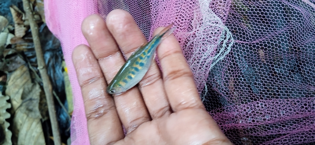 Barred danio (Devario pathirana) — Cyprinidae