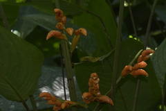 Stromanthe stromanthoides