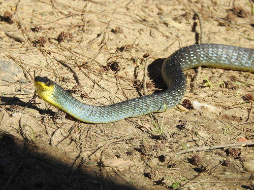Common Tree Snake sighting