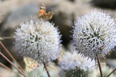 Echinops erinaceus
