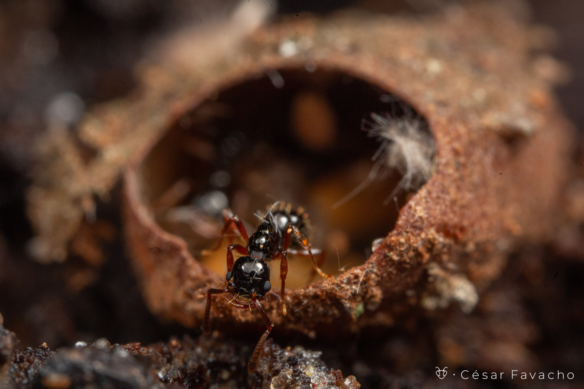 Thaumatomyrmex ferox