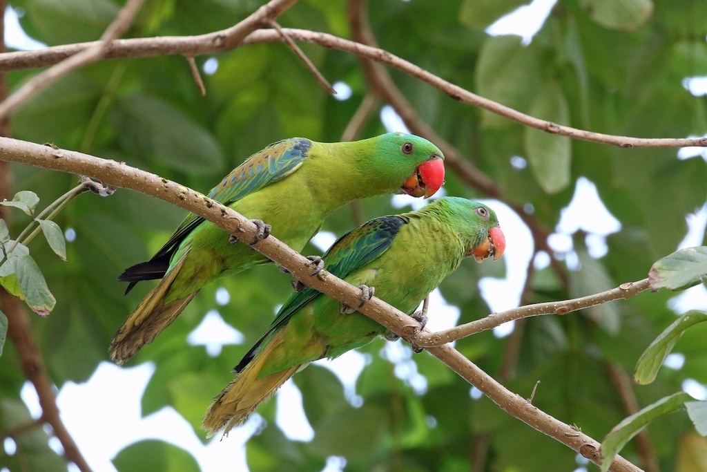 Blue-naped Parrot photo