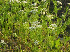 Bifora americana