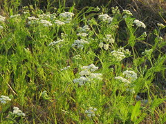 Bifora americana