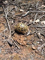 Testudo hermanni hermanni