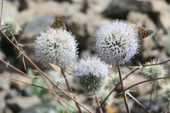 Echinops erinaceus