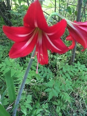 Hippeastrum