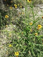 Helenium amphibolum