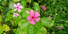 Catharanthus roseus