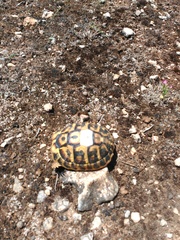 Testudo hermanni hermanni