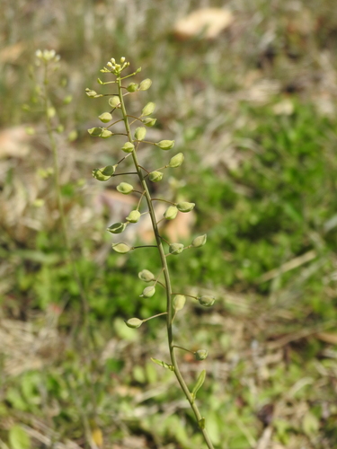 Mummenhoffia alliacea
