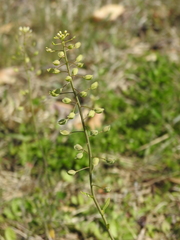 Mummenhoffia alliacea
