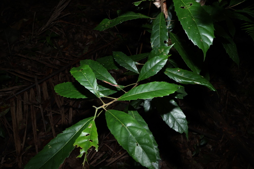 Image of Sloanea woollsii by (c) Greg Tasney, some rights reserved (CC BY-SA)