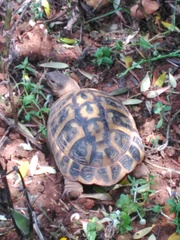 Testudo hermanni hermanni