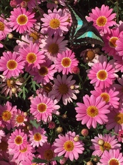 Graphium sarpedon nipponum