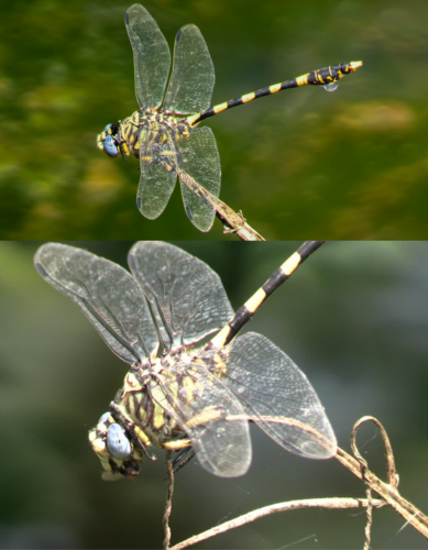 Tigertail
