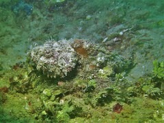 Scorpaenopsis macrochir