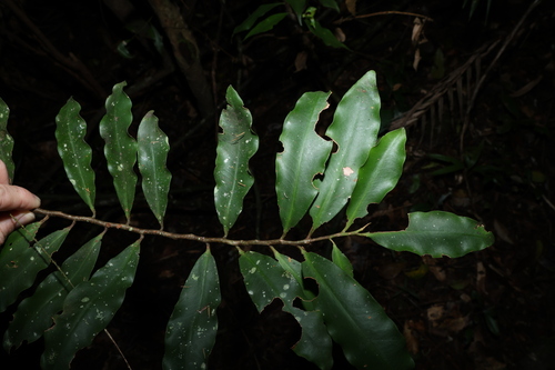Ardisia bakeri (Ardisia bakeri)