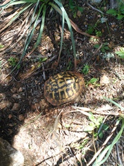 Testudo hermanni hermanni