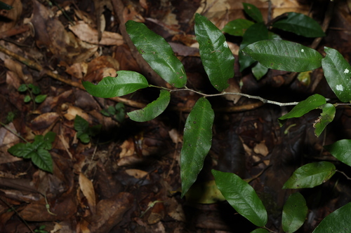 Image of Meiogyne stenopetala by (c) Greg Tasney, some rights reserved (CC BY-SA)