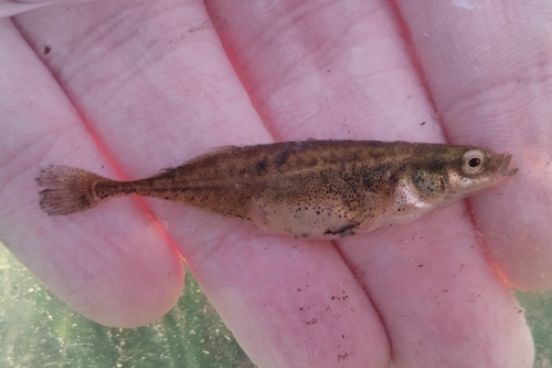 Southern Nine-spined Stickleback