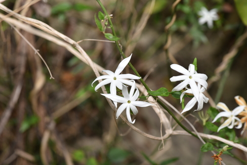 Jasminum nervosum (Jasminum nervosum)
