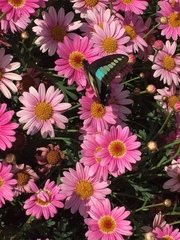 Graphium sarpedon nipponum