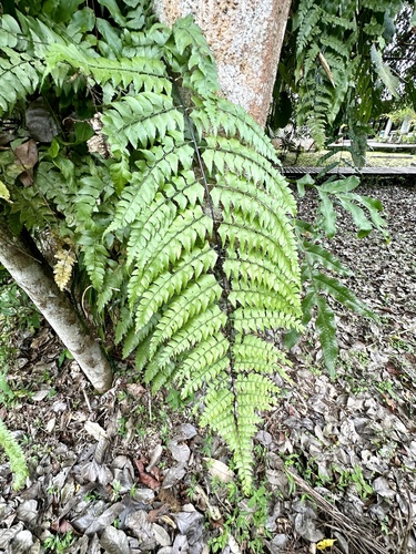 Asplenium nitidum observed 2024-04-08