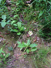 Allium canadense canadense