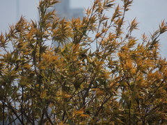 Quercus acutifolia
