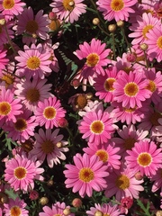 Graphium sarpedon nipponum