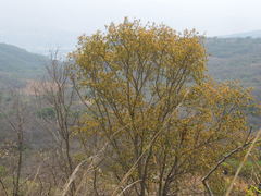 Quercus acutifolia