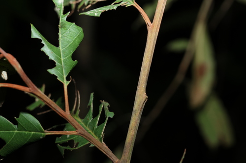 Image of Alphitonia petriei by (c) Greg Tasney, some rights reserved (CC BY-SA)