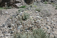 Echinops erinaceus