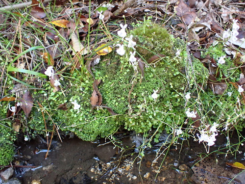 Utricularia sandersonii (Utricularia sandersonii)