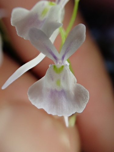 Image of Utricularia sandersonii by (c) Benjamin Lavin, some rights reserved (CC BY)