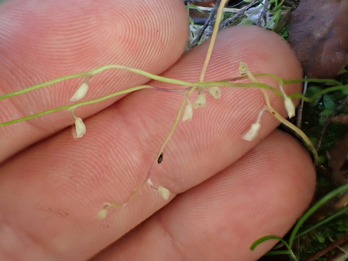 Image of Utricularia sandersonii by (c) Benjamin Lavin, some rights reserved (CC BY)