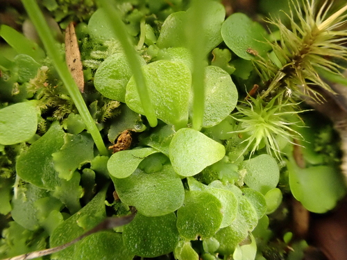 Utricularia sandersonii, photograph 2