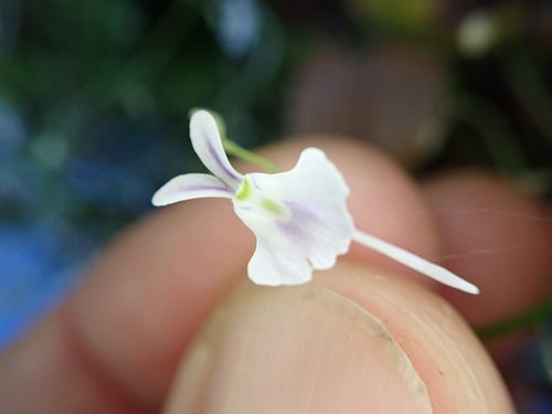 Image of Utricularia sandersonii by (c) Benjamin Lavin, some rights reserved (CC BY)
