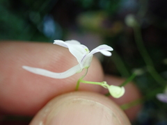 (c) Benjamin Lavin, some rights reserved (CC BY) Utricularia sandersonii, photograph (c) Benjamin Lavin, some rights reserved (CC BY)