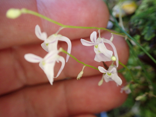 Image of Utricularia sandersonii by (c) Benjamin Lavin, some rights reserved (CC BY)